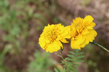 yellow flower in the garden