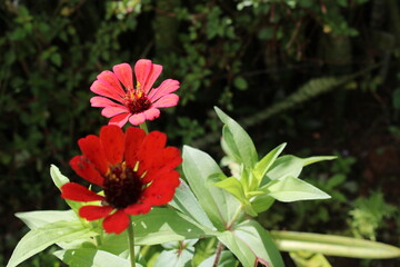 red flower in the garden