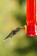 hummingbird hovering at feeder full of nectar