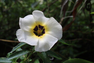 white and yellow flower