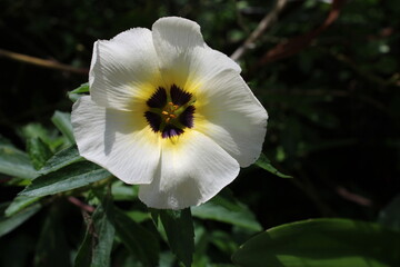 yellow and white flower