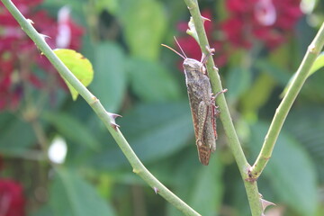 Grasshopper