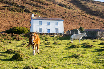 Horse outside house on Rhossili Beach