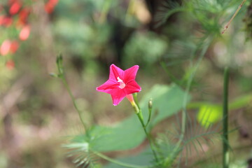 red flower in the garden