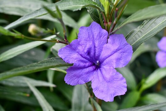 Ruellia simplex aka Mexican petunia