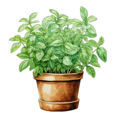 Fototapeta premium Mint leaves plant in a pot, isolated on transparent background
