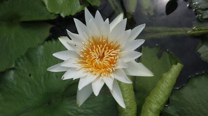 Portrait of beautiful white lotus flowers growing on the water.