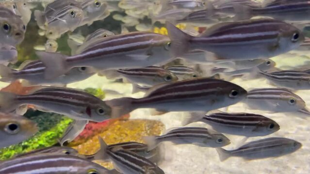 수족관에 있는 고기떼 flock of fish in the aquarium