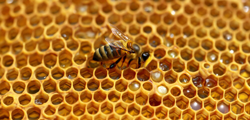honeycomb  honey  bees  pollen sucking wasps Close up photo Macro photo of an insect