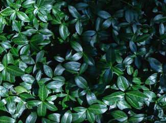 Luxuriant green leaves background. Wallpaper or backdrop of natural pattern.