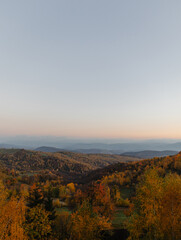 Autumn Splendor: Vertical Panoramic View of Forest with Blue Skies.