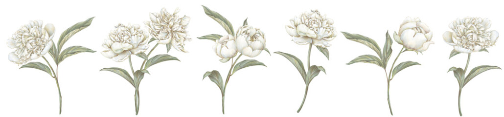 White blooming peony illustration. Beige cream flowers set. Hand drawing floral image. - 651258251