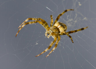 Kreuzspinne