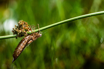 Libellenlarve vor dem schlüpfen
