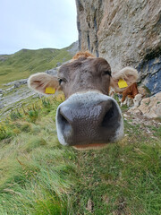 Curious cow in the Italian Dolomites.