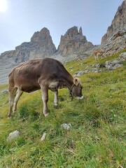 Curious cow in the Italian Dolomites.