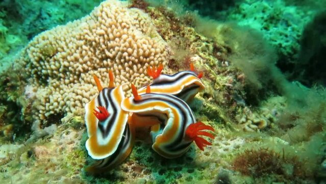 "A Nudi Party"