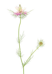 Love-in-a-mist isolated on white background, Nigella damascena