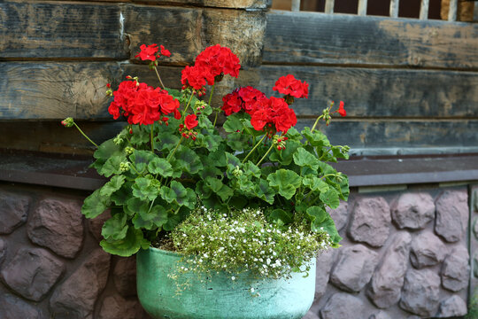 red geranium flowers in flower box closeup photo on country house porch background