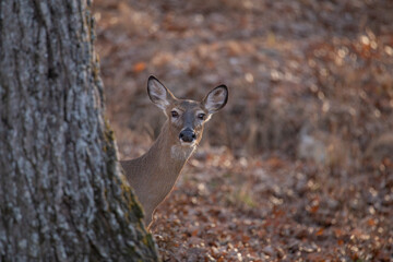 Deer peeking around a tree