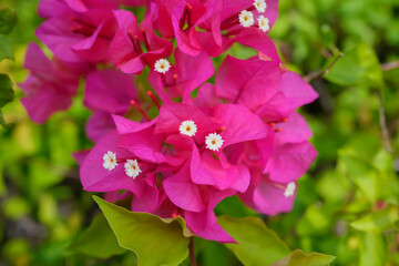 pink flower in the garden