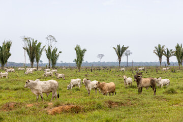 Obraz na płótnie Canvas Herd of Nelore cattle on a meadow in the Amazon rainforest between Manaus and Porto Velho in Brazil, South America