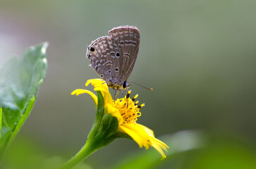 Fototapeta na wymiar Butterfly on the yellow flower