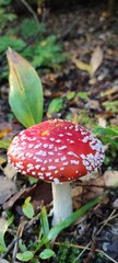 fly agaric mushroom