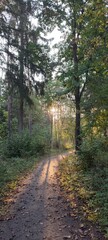 footpath in the woods