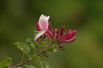 Honeysuckle