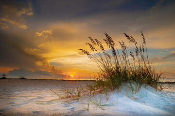 Hilton Head Beach Grass