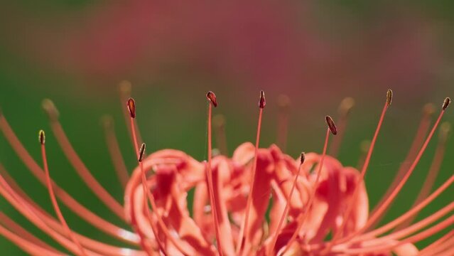 かわいい彼岸花の先っぽ
