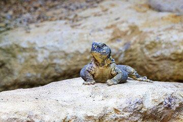 Egyptian spiny tailed lizard.  Uromastyx aegyptia, a desert agama endemic to North Africa and the Middle East. A vulnerable species with populations decreasing.