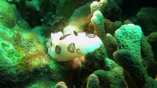 Sea Bunny