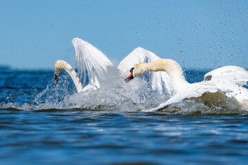 Fototapeta premium Mute swan.
