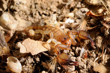 Scorpion from Crete // Skorpion von Kreta (Euscorpius candiota) - Crete, Greece // Kreta, Griechenland