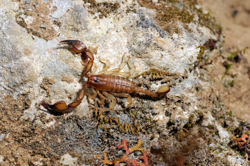 Scorpion from Crete // Skorpion von Kreta (Euscorpius candiota) - Crete, Greece // Kreta,...