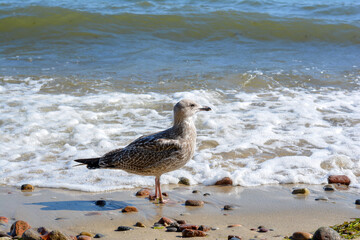 Sea gull close-up against the background of waves. Seagull walks on the shore