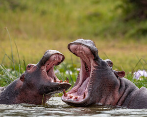 Kazinga Channel Hippo Teaching Baby