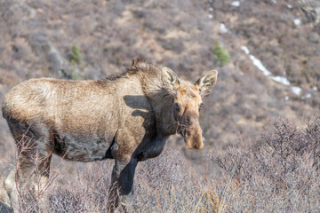 Alaska moose on the Savage River Trail in Denali National Park, Alaska, USA