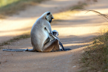 Gray Langur Mother and baby