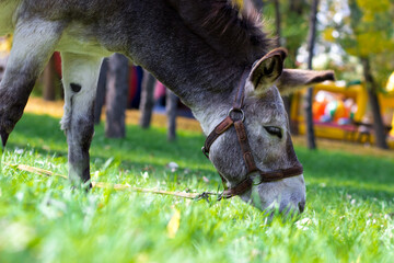 A burro plucks the grass in the city park. Ukraine, Zaporozhye, Park Oak Guy