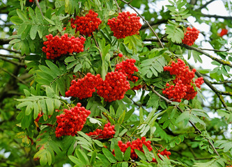 Red mountain ash berries in autumn 