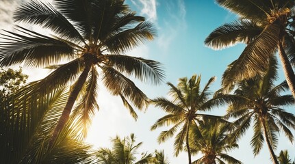 Fototapeta na wymiar Blue sky and palm trees view from below, vintage style, tropical beach and summer background, travel concept