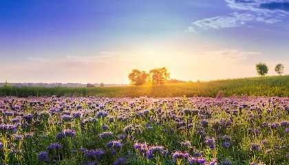 Muurstickers lavender field in the morning, Beautiful panorama rural landscape with sunrise and blossoming meadow. purple flowers flowering on spring field, lavender field, panorama rural landscape with  © Shahriar