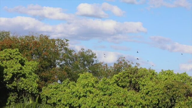 Flight of swallows over the treetops of the tropical forest