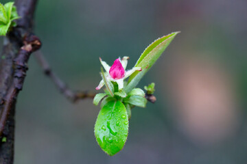 Small rosebud and young green leaves of Pseudocydonia sinensis on a blurry background, selective focus. Early spring, spring natural background.