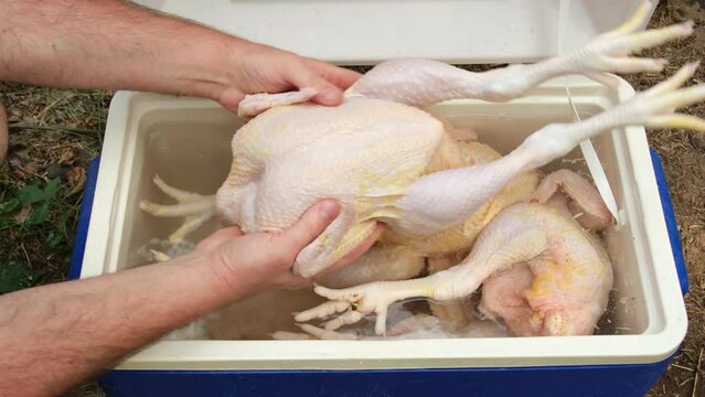 Broilers or large chickens stored in cold water in cooler after butchered and plucked prepared for gutting and detail cleaning.