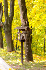 Bird feeders and squirrels in the city park. Autumn Park with Yellow Maples