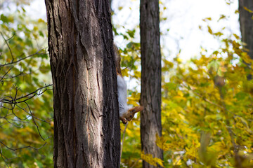 Obraz premium Squirrel on a tree in an autumn park. Forest rodents in nature